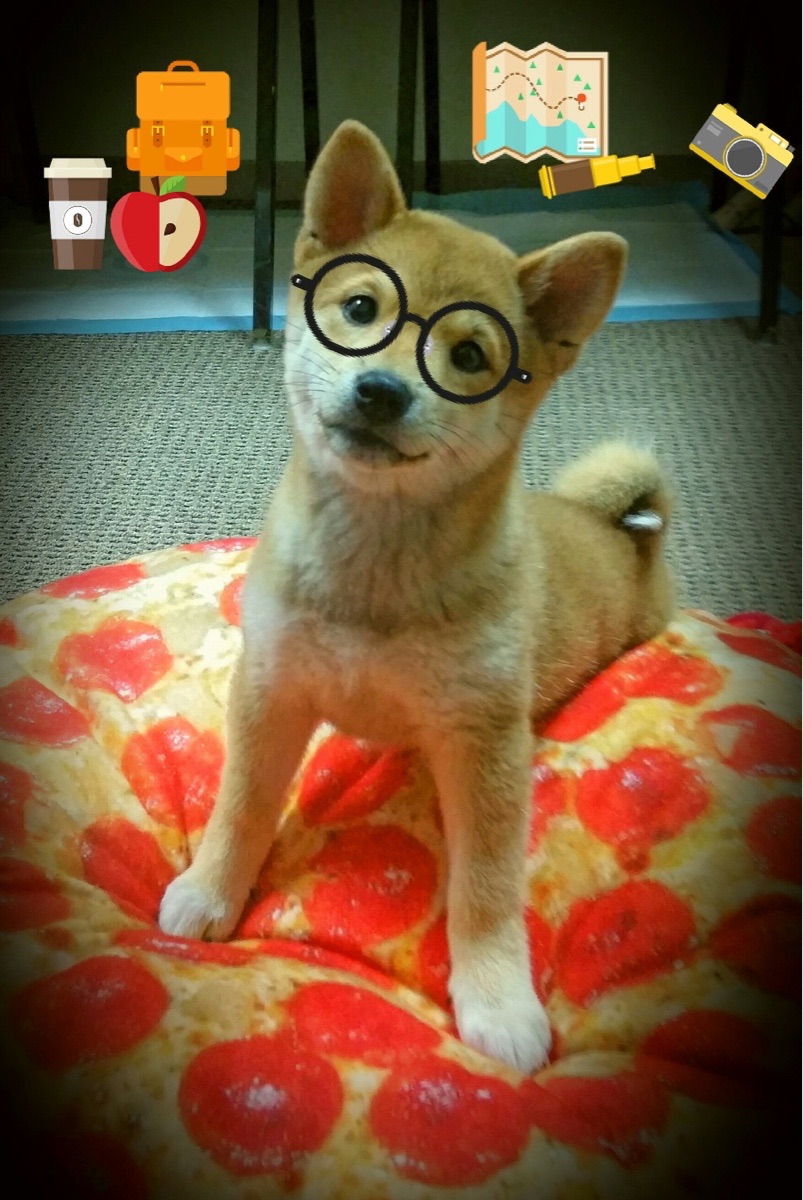 颠覆与宣言,瑞典队3-0碾压中国队,张本智和11-2关键局制胜震撼乒坛