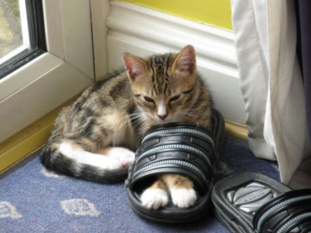 爱游戏大厅-轻取青岛！辽宁队大胜背后，王哲林上演火爆个人秀