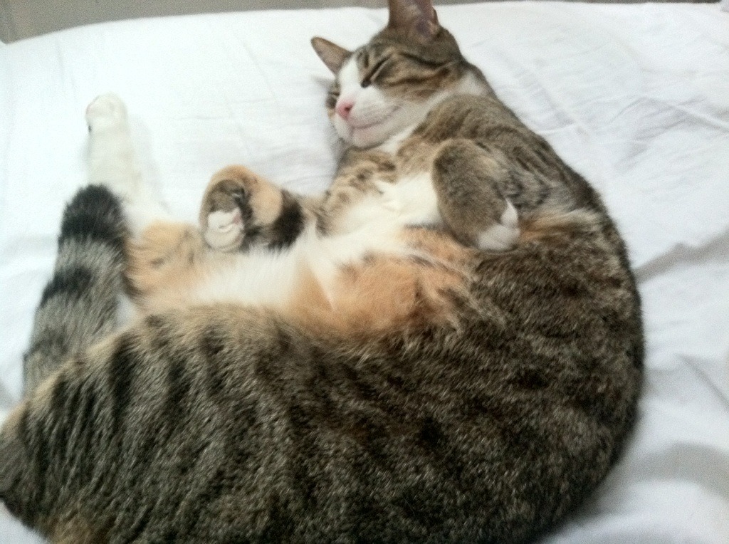 爱游戏tv-孤胆英雄的40分钟高光，难阻日本队整体溃败—韩国铁壁战术击碎张本智和封神之夜