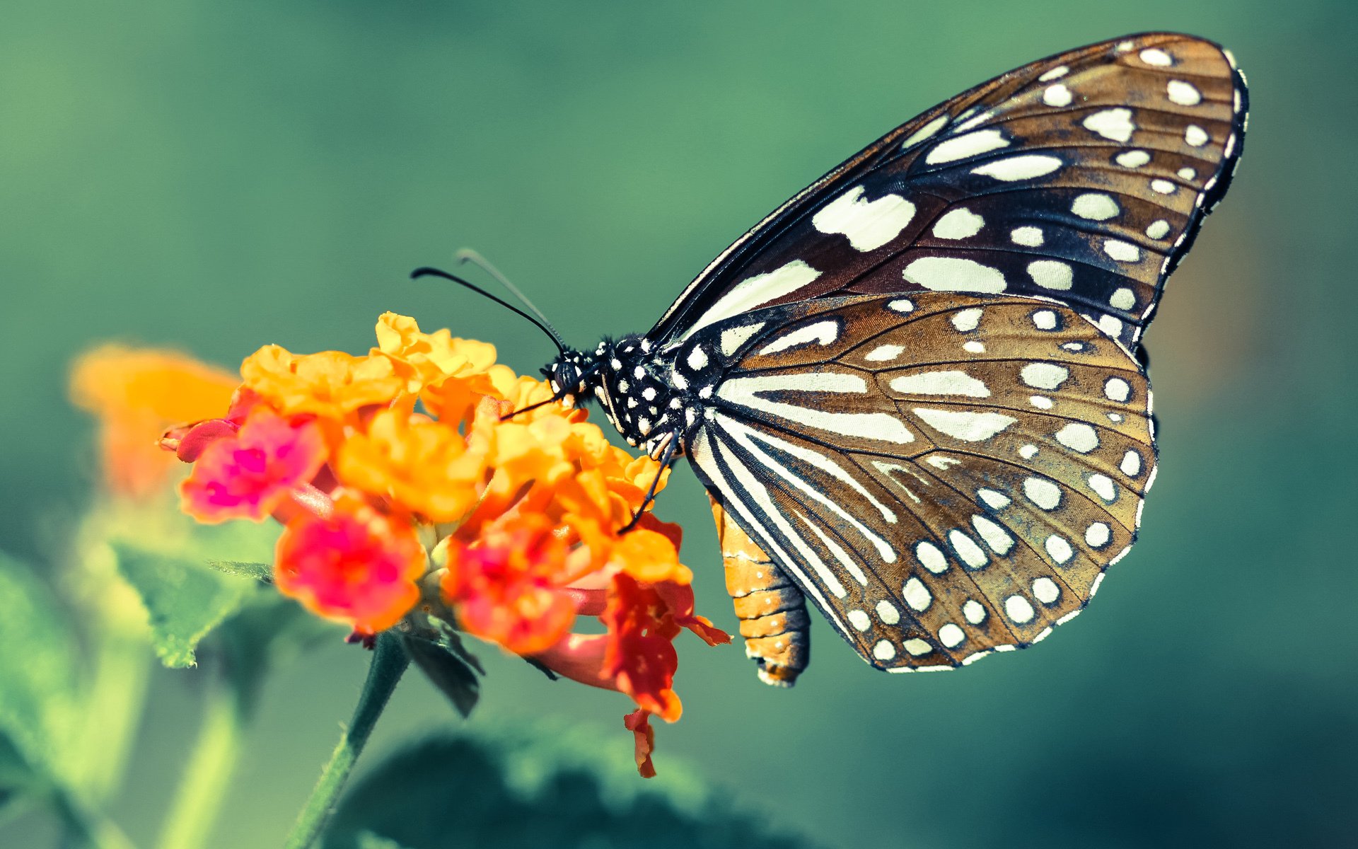 掌控之战，福登刷新纪录与加纳如何用节奏掌控阿根廷