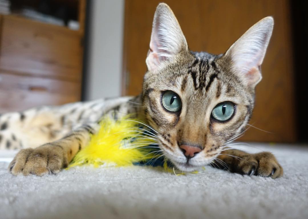 爱游戏体育-赛道上的弗拉门戈，塞维利亚关键战突围奥地利