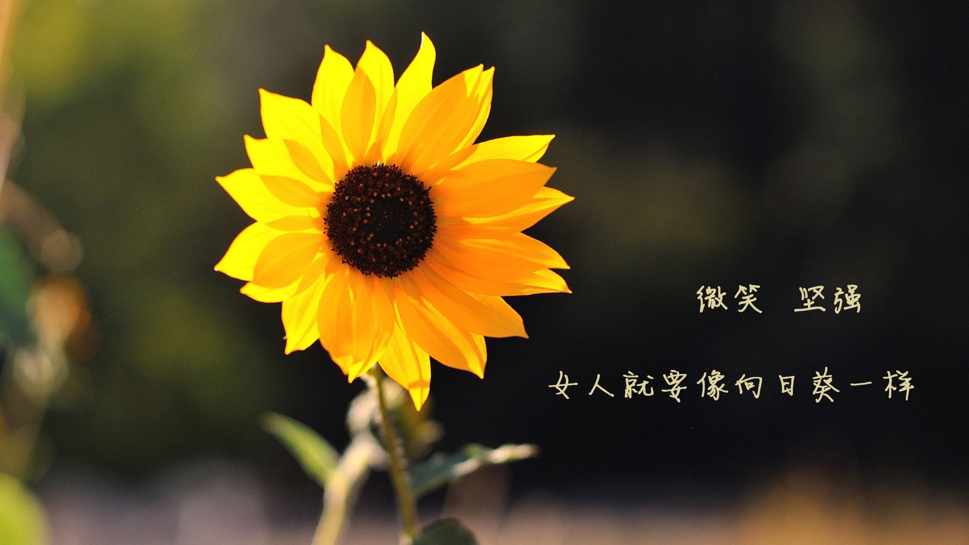 73分盛宴难敌铁血洪流，当独角兽的华丽倒映着战争机器的影子