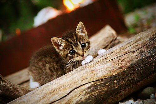 当米切尔在鹈鹕血拼夜接管赛道,一个名字,两场统治