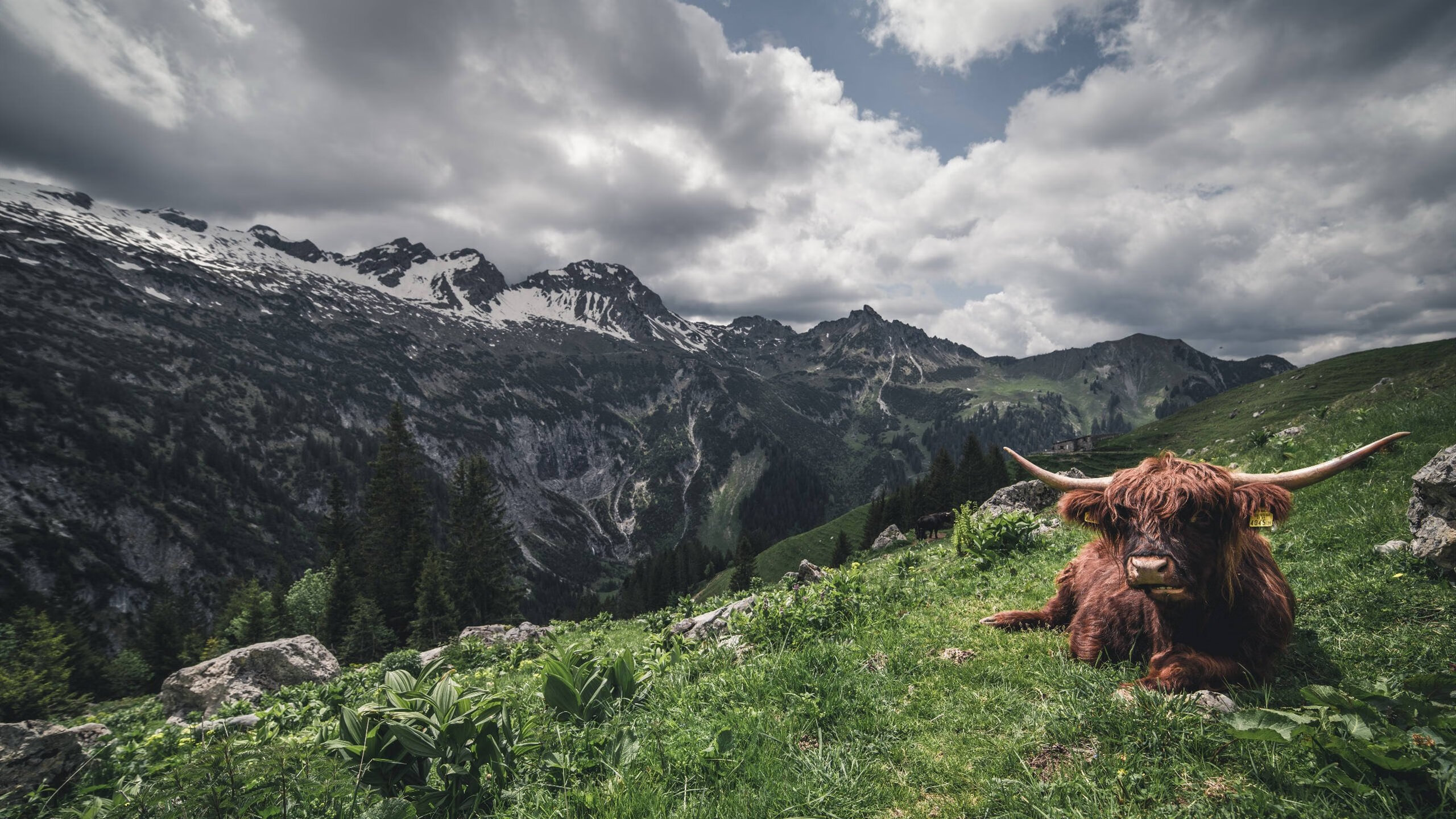 鹈鹕血战密尔沃基,英格拉姆的封神之夜