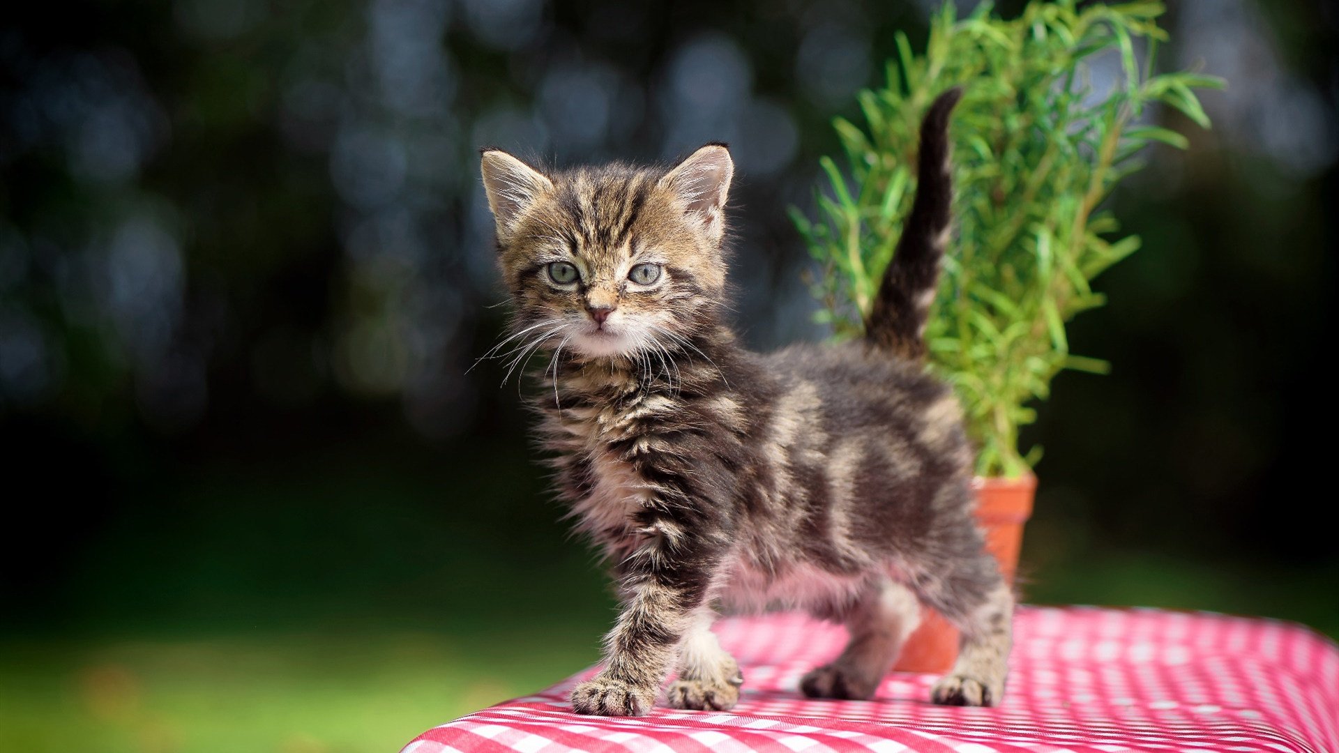 闪电破局与断魂三连击,基耶萨的锋芒对决比利亚雷亚尔的终结艺术
