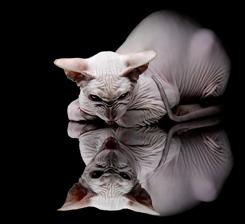 从后防铁闸到制胜奇兵,楚阿梅尼一记头槌改写美洲杯战局