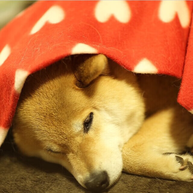 爱游戏入口-绝杀英雄努涅斯！沙特补时奇迹逆转智利