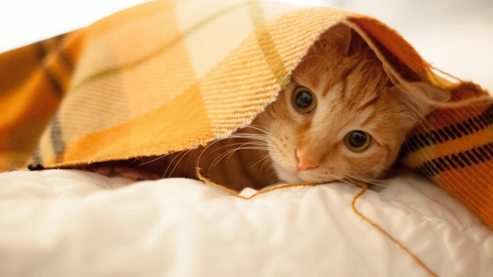 广厦队强势拿下猛龙,杰伦格林诠释何为末节之王