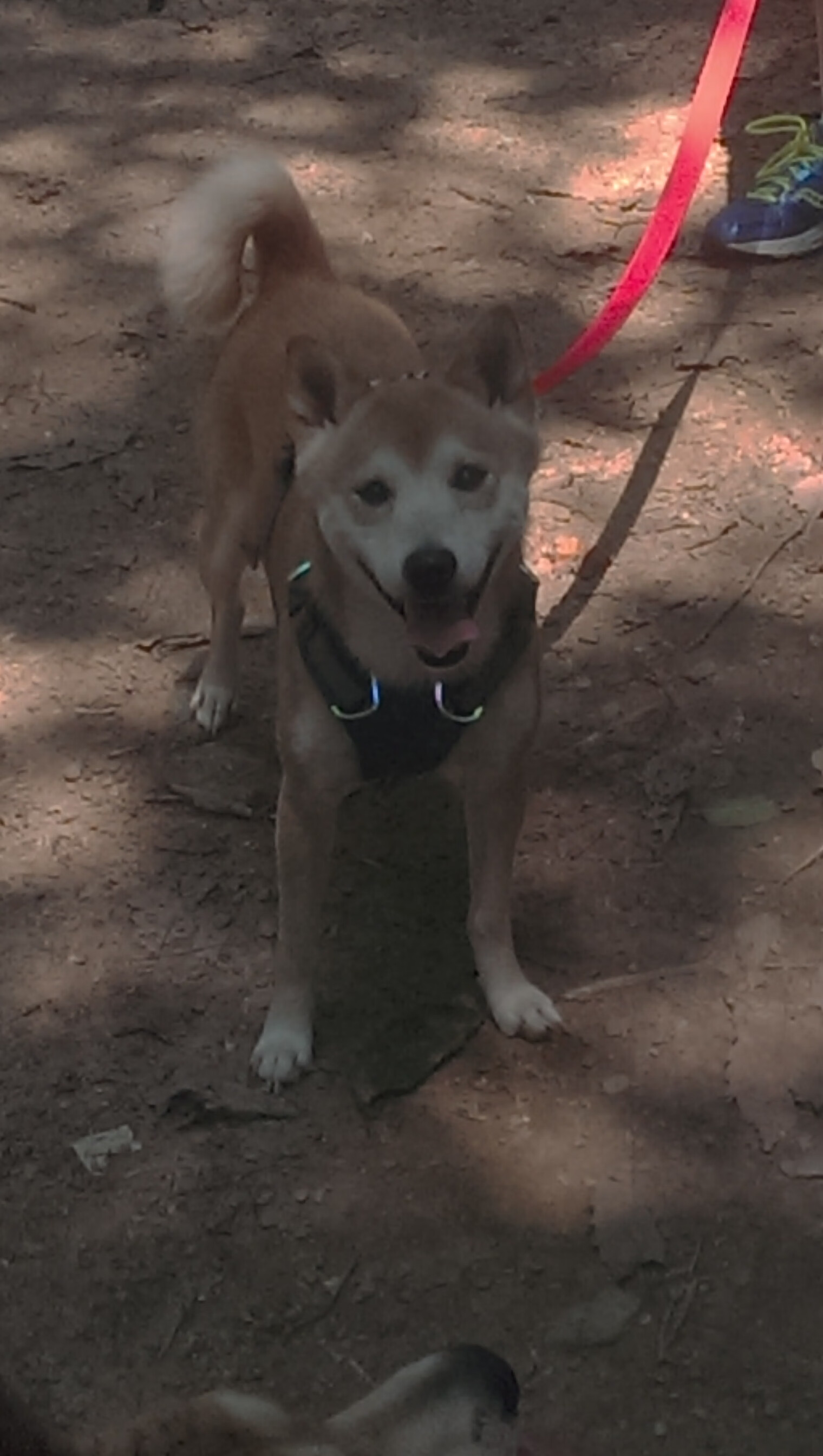 红龙南征,威尔士的铁骑踏碎罗马城墙,阿拉巴的利刃在鲜血中舞蹈