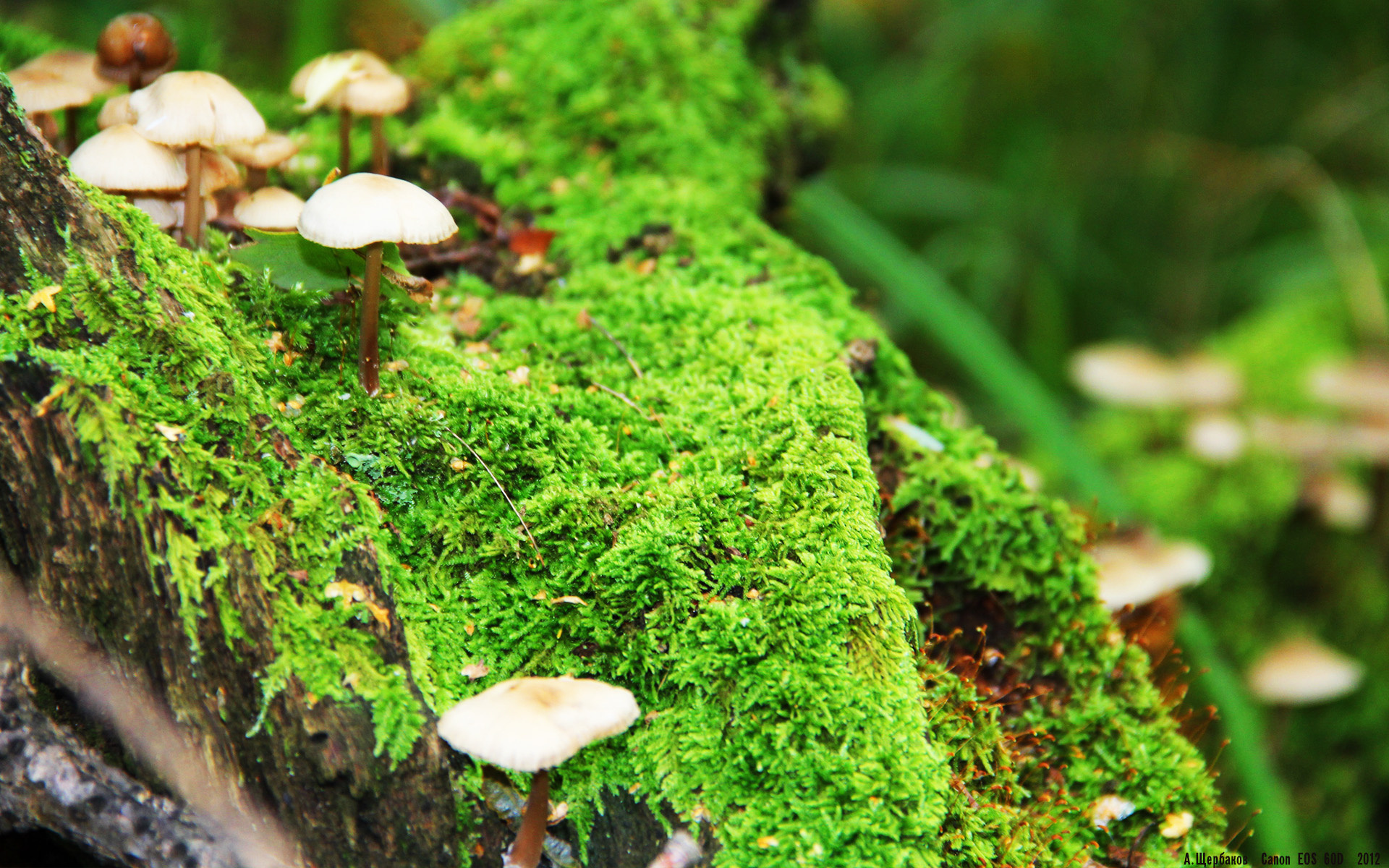 欧陆铁壁与沙漠雄鹰，当战术手术刀切开公式足球