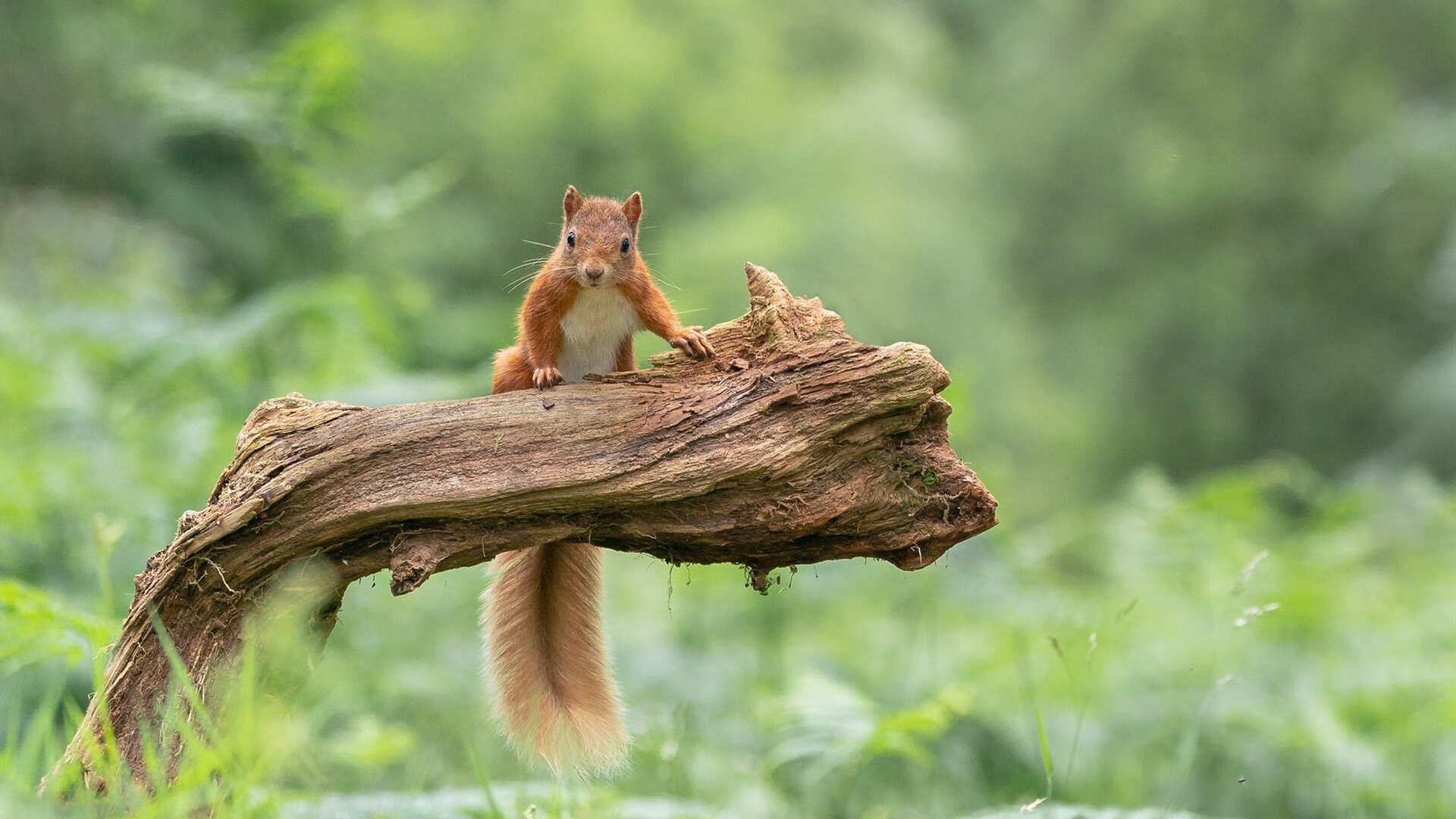 爱游戏官网-当德国人为苏格兰打包行李时，加克波在美加墨接管了比赛