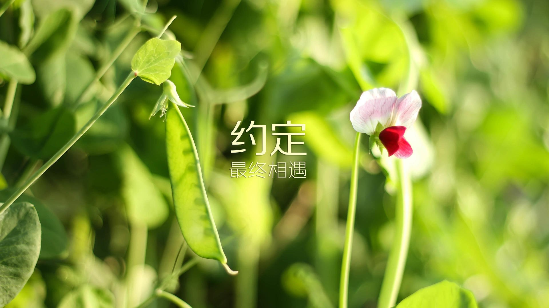 宿命的弧线,当2026的墨镜,倒映出1998的雪